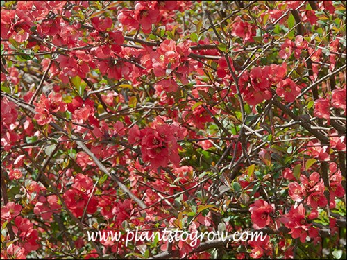 The plants were covered with flowers this year.